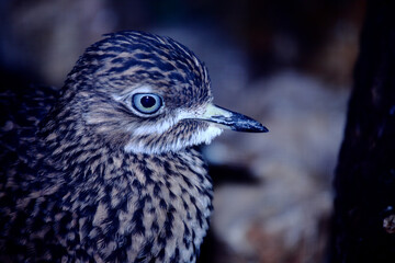 Kaptriel / Spotted thick-knee / Burhinus capensis