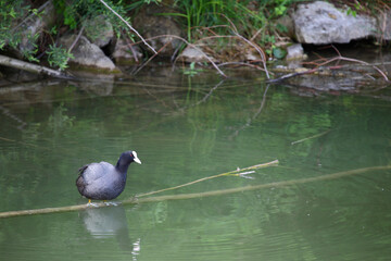 Blässhuhn / Eurasian coot / Fulica atra