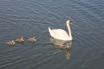 Höckerschwan / Mute swan / Cygnus olor.