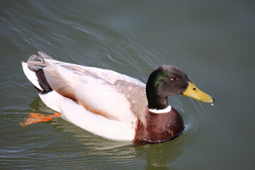 Stockente / Mallard / Anas platyrhynchos