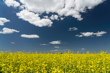 Yellow canola crop in full bloom on a Canadian prairie landscape under a deep blue sky in Rocky View County Alberta Canada.
