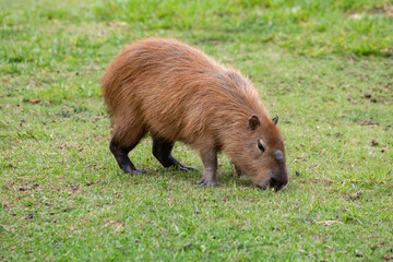 Wild South American capybara grazing on grass in selective focus