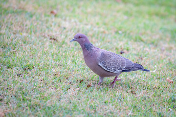Wild pigeon known as 