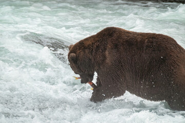 Bear Eating a Salmon on the Brooks River, Katmai National Park, Alaska