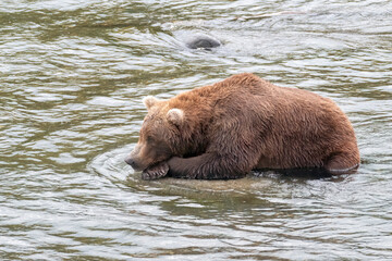 Brown Bear Resting, Brooks Falls, Katmai National Park, Alaska