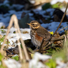 Close up of a eadwing in winter