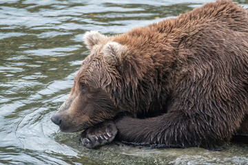 Brown Bear Resting on a Rock at Brooks Falls waiting for Salmon, Katmai National Park, Alaska	