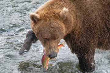 Fototapeta na wymiar Brown Bear with a Salmon, Brooks Falls, Katmai National Park, Alaska