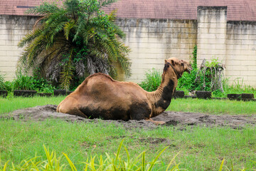 Arabian camel lying down in gembira loka zoo Yogyakarta, camel pen in the zoo. Side View Of Camel...