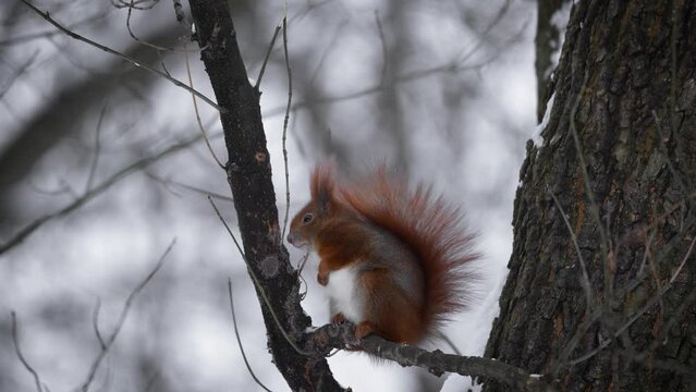 The red squirrel (Sciurus vulgaris) in the winter forest. Squirrel sitting on a snow-covered tree branch. Warsaw, Łazienki Park.