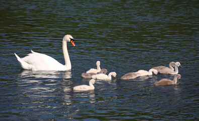 Höckerschwan / Mute swan / Cygnus olor..