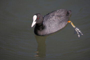 Blässhuhn / Eurasian coot / Fulica atra