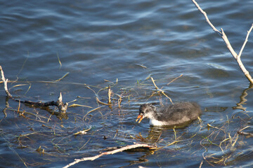 Blässhuhn / Eurasian coot / Fulica atra.