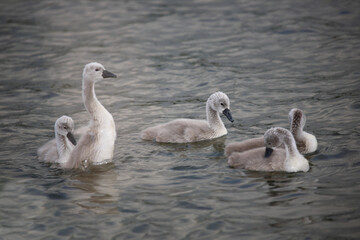 Höckerschwan / Mute swan / Cygnus olor..
