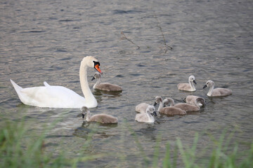 Höckerschwan / Mute swan / Cygnus olor..