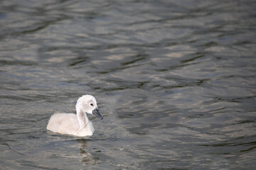 Höckerschwan / Mute swan / Cygnus olor..