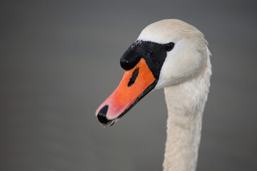 Höckerschwan / Mute swan / Cygnus olor