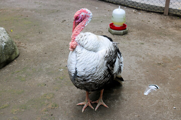 Close up Beautiful and exotic fluffy Royal Palm turkey, turkey in a cage. Royal Palm turkey is...