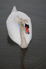 Obraz premium Höckerschwan / Mute swan / Cygnus olor