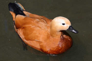 Rostgans / Ruddy shelduck / Tadorna ferruginea.