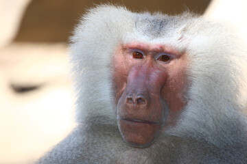 Mantelpavian / Hamadryas baboon / Papio hamadryas.