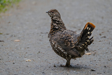 A Spruce Grouse (Falcipennis canadensis) in Katmai National Park, Alaska