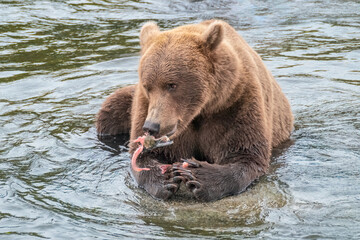 Obraz premium Bear Eating a Salmon on the Brooks River, Katmai National Park, Alaska