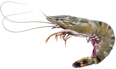 Fresh raw tiger prawns on white background, Raw tiger shrimps on white PNG file.