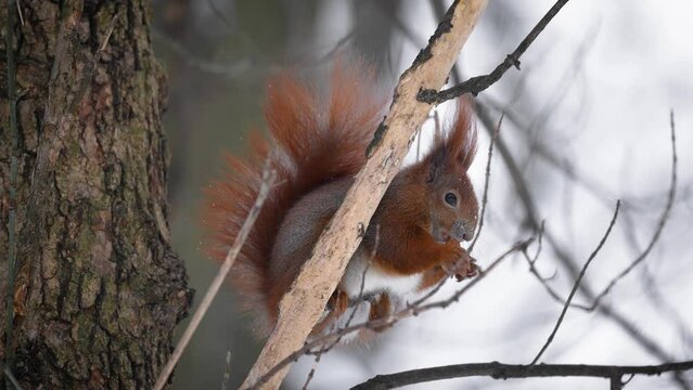 The red squirrel (Sciurus vulgaris) eats a nut sitting on a tree branch in a snowy winter forest. Warsaw, Łazienki Park.