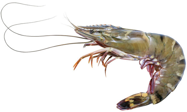 Fresh raw tiger prawns on white background, Raw tiger shrimps on white PNG file.