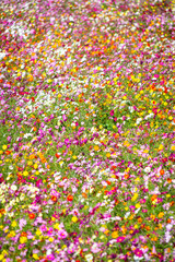 色とりどりのコスモス	