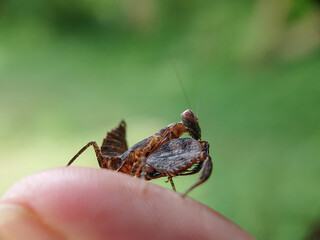 Macro small insects against a natural background without touchingser