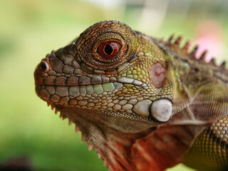 Macro small insects against a natural background without touchingser