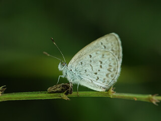 Macro small insects against a natural background without touchingser