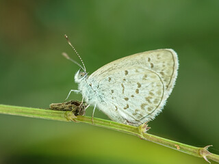 Macro small insects against a natural background without touchingser
