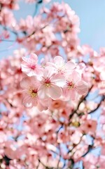 cherry blossom