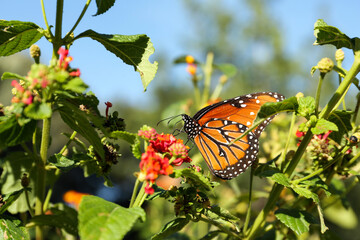 Beautiful orange Monarch butterfly on plant outdoors