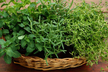 Wicker basket with fresh mint, thyme and rosemary on wooden table outdoors, closeup. Aromatic herbs