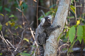 Marmoset monkey (Callithrix jacchus) also called white tufted eared marmoset. Wild specimen in its natural habitat, the Atlantic jungle in northeastern Brazil near the village Pecem, state of Ceara.