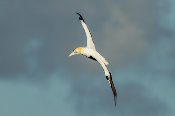 Obraz premium Australasian Gannet in Victoria Australia