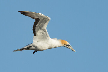 Obraz premium Australasian Gannet in Victoria Australia