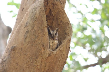 collared scops owl on nest  