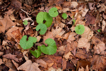 Image of Garlic mustard (Alliaria petiolate) among brown leaves in winter.