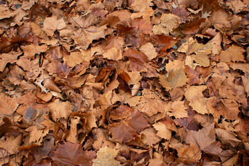 Brown leaves on the ground in winter fill the frame.