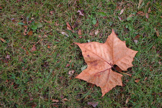Image of a single brown leaf on green grass.
