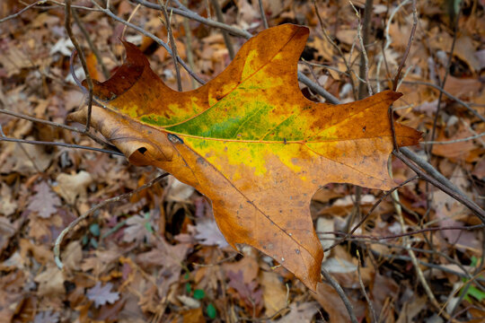 Image of a single brown leaf with green and yellow autumn colors in the middle. 