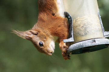 squirrel on a fence