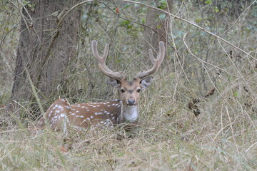 spotted deer rest time
