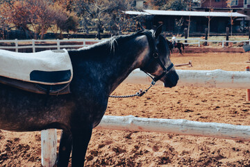 Portrait of a standing steppe horse waiting her turn for riding training at the horse farm