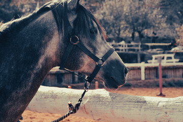 Head portrait of a standing steppe horse waiting her turn for riding training at the horse farm. 